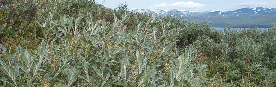 Salix lanata