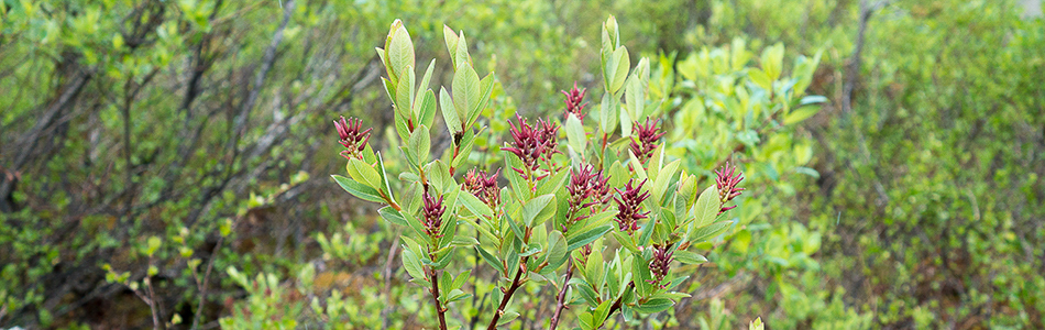 Salix myrtilloides