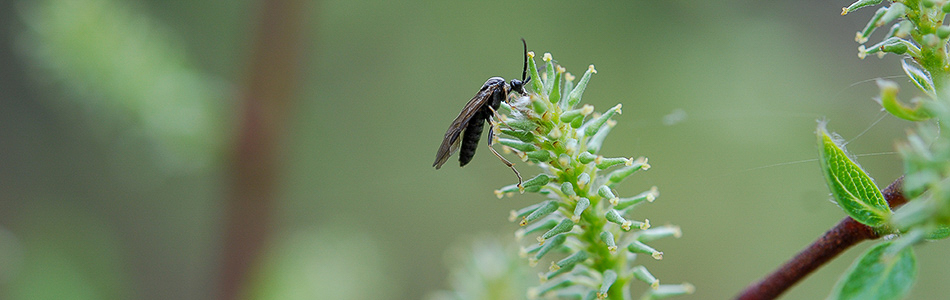 Salix starkeana