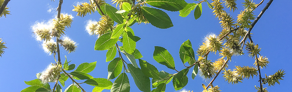 Salix myrsinifolia