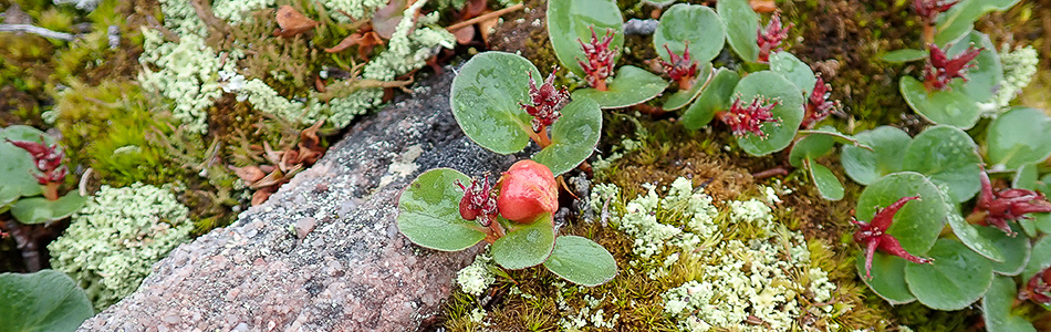 Salix polaris