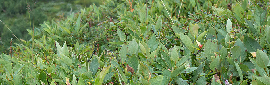 Salix hastata