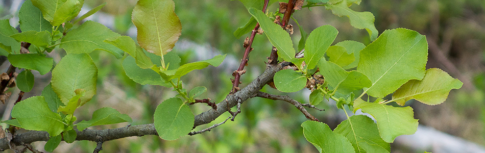 Salix lanata