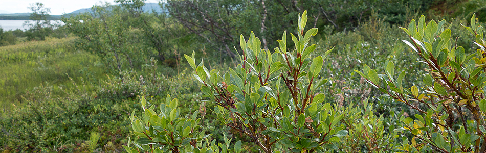 Salix arbuscula