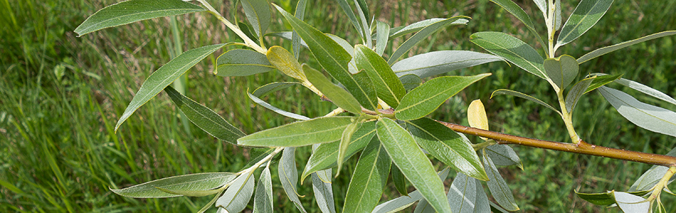 Salix lanata