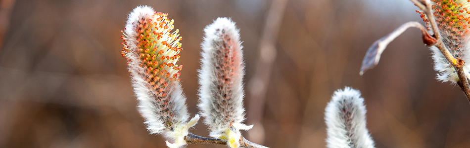 Salix lapponum