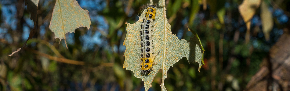 Salix triandra