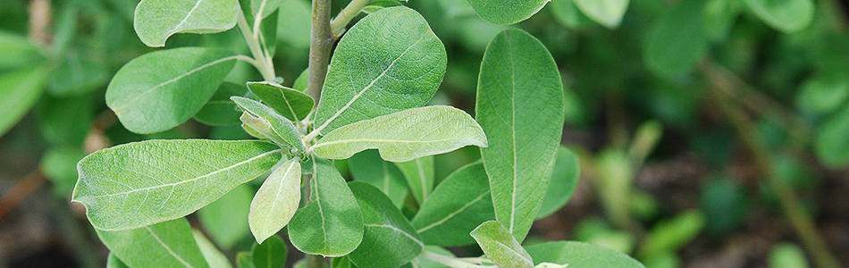 Salix lanata