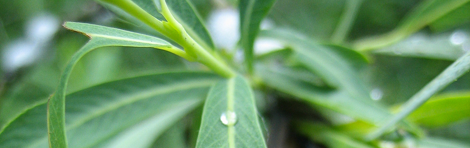 Salix lanata