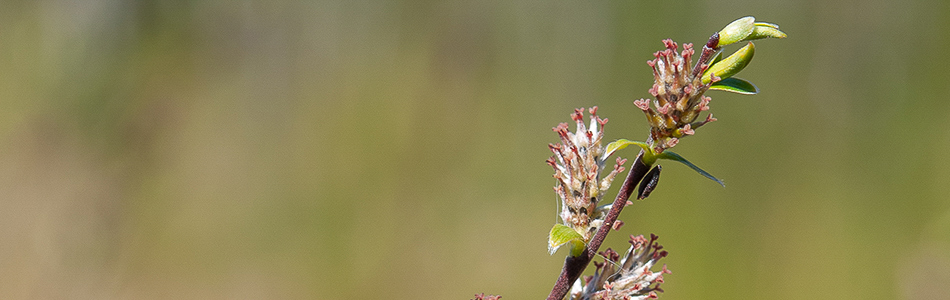 Salix repens