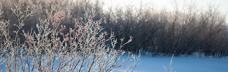 Salix lapponum in winter