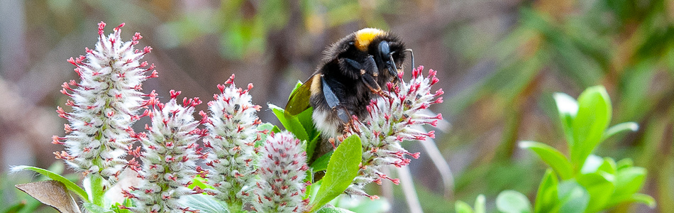 Salix myrsinites