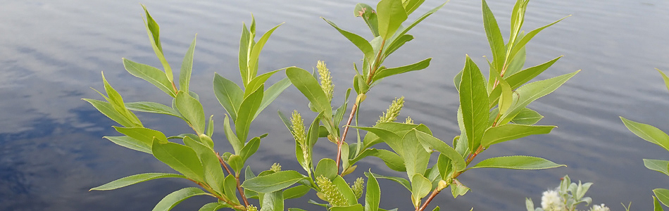 Salix pentandra