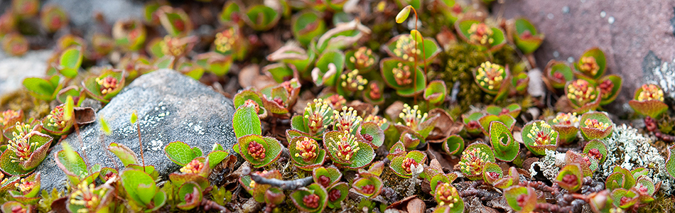 Salix herbacea