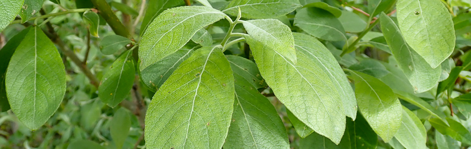 Salix caprea