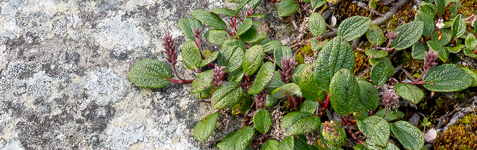 Salix phylicifolia