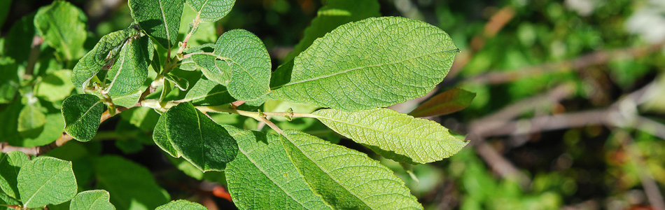 Salix aurita