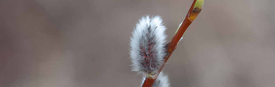 Salix phylicifolia